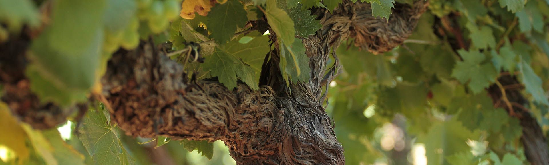 Le meilleur du rosé de Provence en vente sur internet