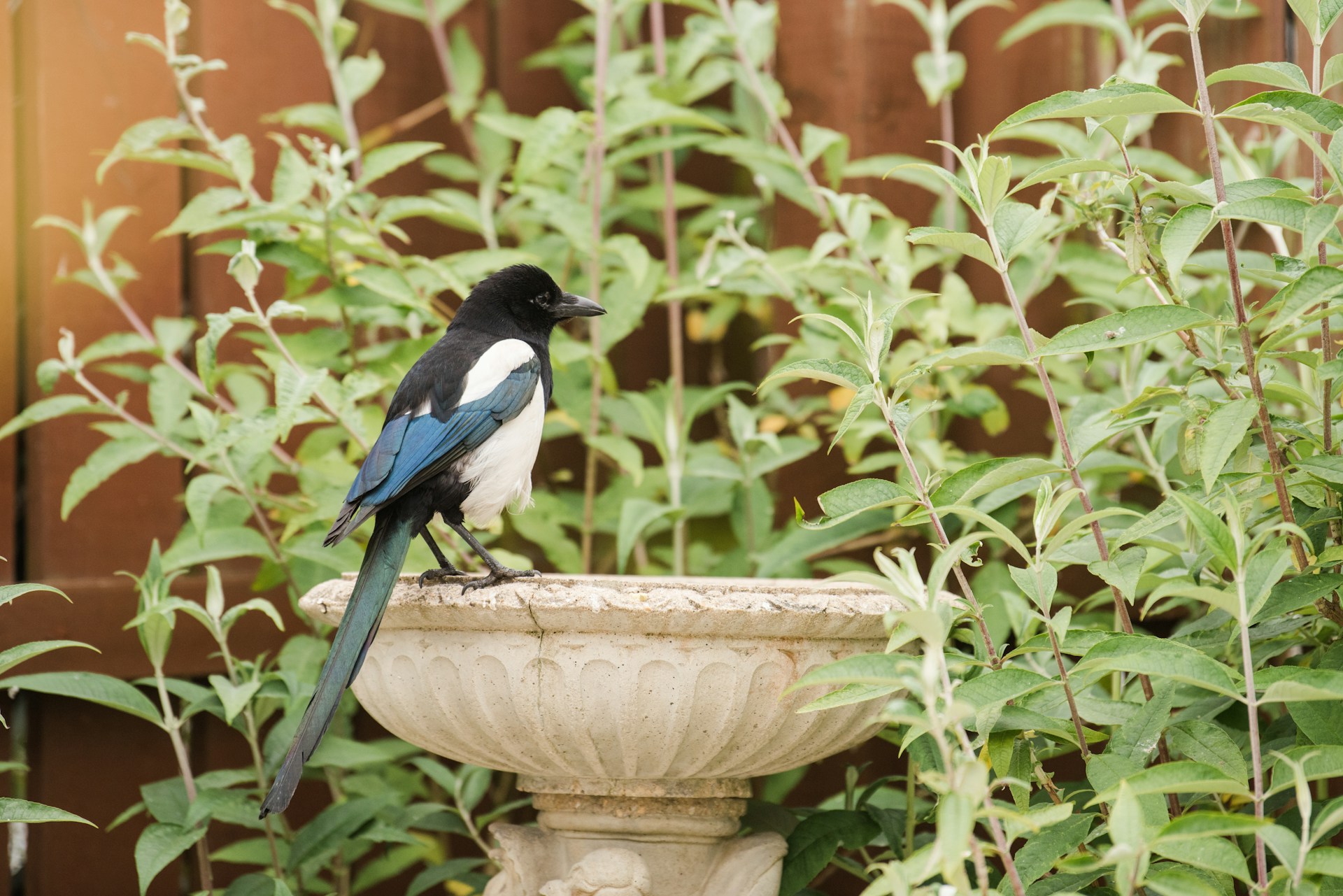 Comment avoir des oiseaux dans son jardin ?
